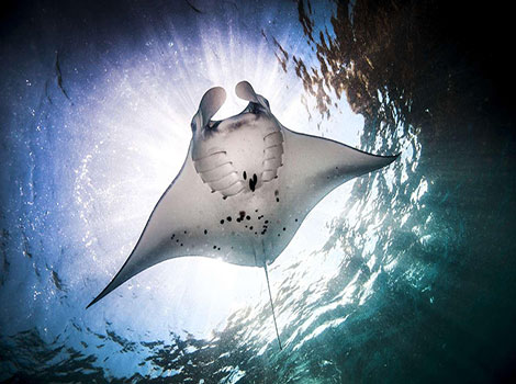 manta ray anatomy and coral reef habitat
