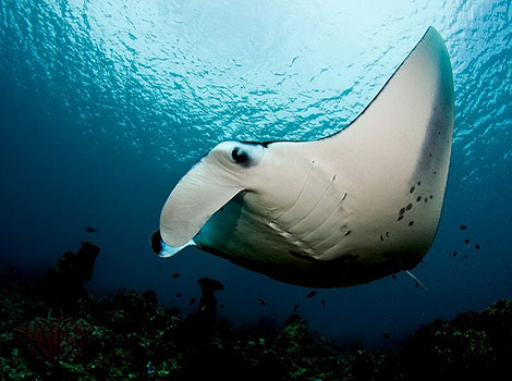 manta ray anatomy and ocean movement