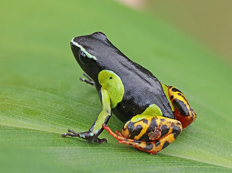 Mantella Frog vibrant colors and toxic adaptations