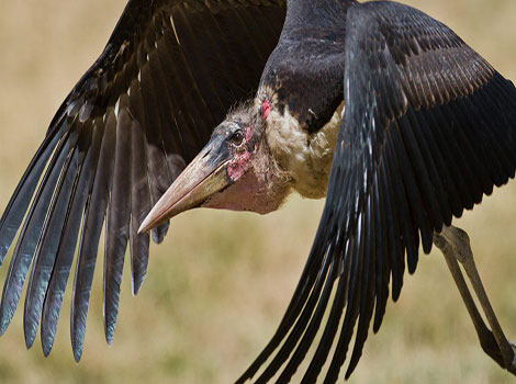 A Marabou Stork shows its large wingspan