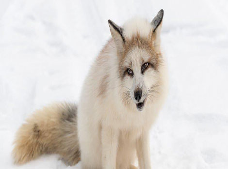 A Marble Fox is sitting on snow-covered ground