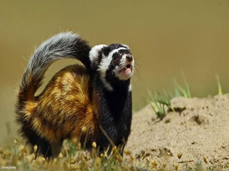 A Marbled Polecat is standing on the ground