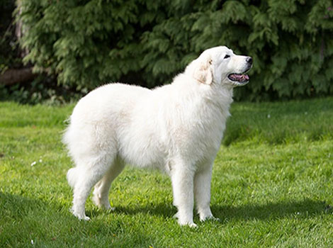 A Maremma Sheepdog is standing in a grassy area