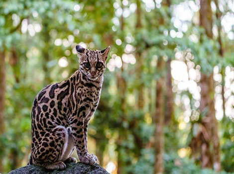 A Margay cat perched on a rock