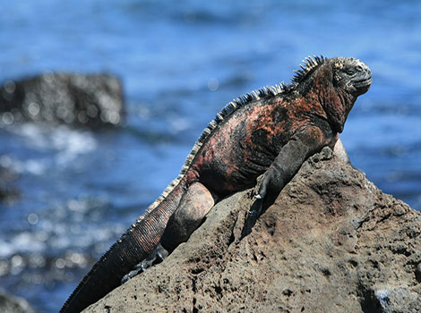 Marine iguana rocky shore in Galápagos Islands