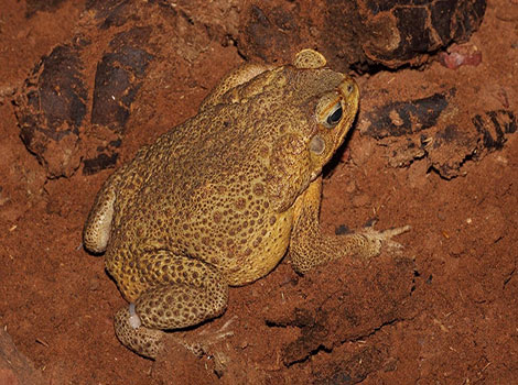 Marine Toad large size and bufotoxins secretion