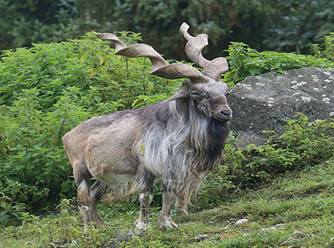 A Markhor is standing in a lush green area