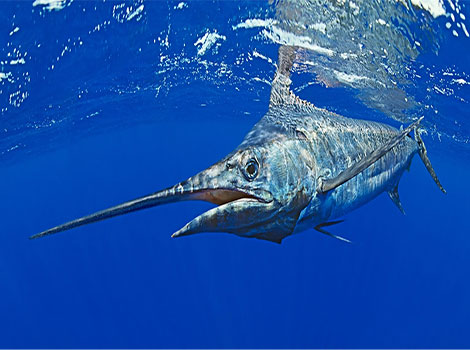 marlin species and speed in tropical oceans