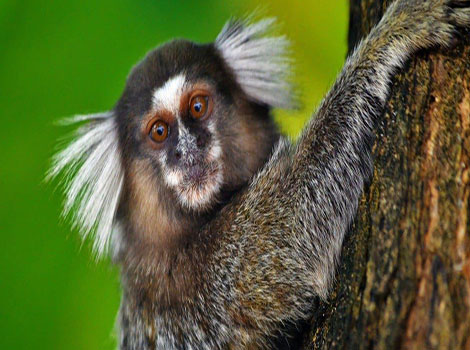 Marmoset monkey perched on a tree