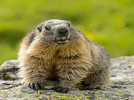 A close-up of a marmot with large teeth