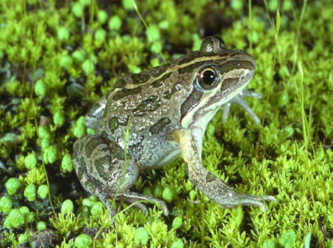 Marsh Frog green body and distinctive call behavior