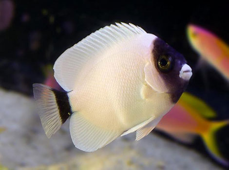 masked angelfish coral reef and yellow face markings