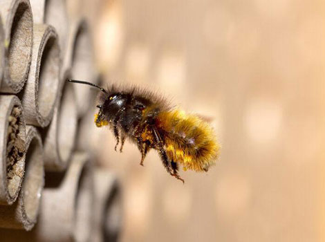 Mason bee species and pollination behavior
