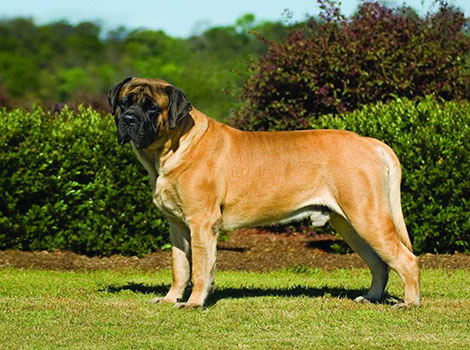 Mastiff is standing in a lush garden