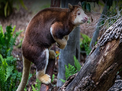A Matschie's Tree-kangaroo is climbing a tree