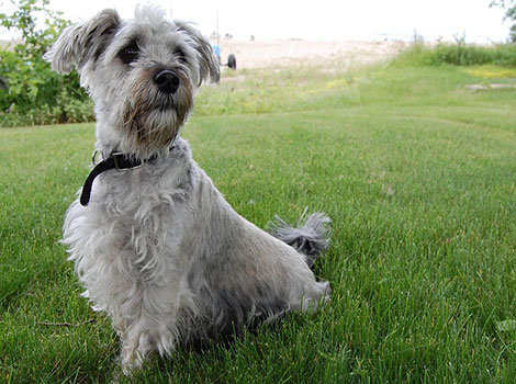 Mauzer wiry coat and playful behavior outdoors
