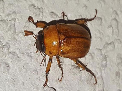 May beetle or June bug shiny exoskeleton