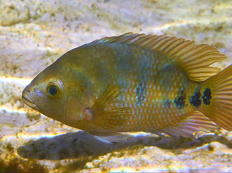 Mayan cichlid juvenile colors