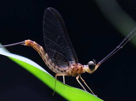 Mayfly lifecycle and delicate wing structure