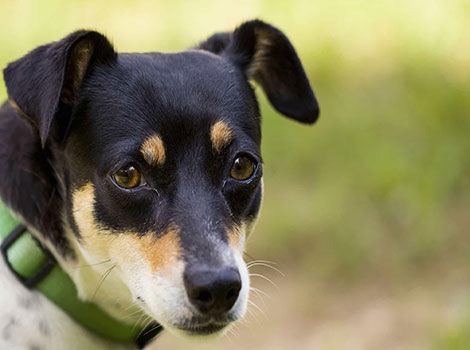 Meagle hybrid dog sleek coat and compact muscular build