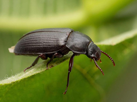 Mealworm beetle lifecycle and adult form
