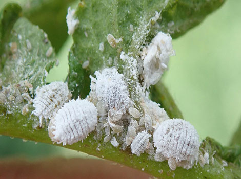 Mealybug pest and sap-sucking behavior