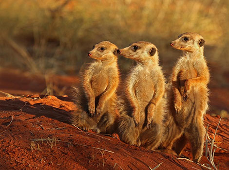 A group of meerkats standing upright in a desert environment