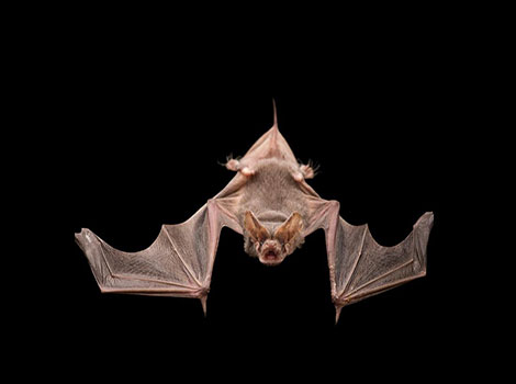 Mexican Free-Tailed Bats swarm and flight behavior