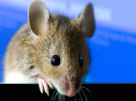 mouse species and size in natural environments