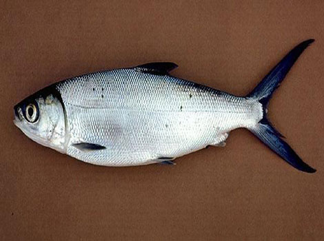 Milkfish slender body and lagoon habitat