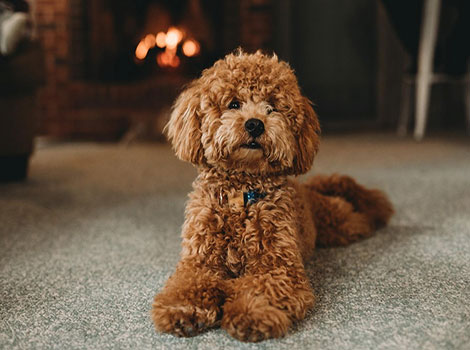 A Mini Labradoodle with a curly and fluffy coat