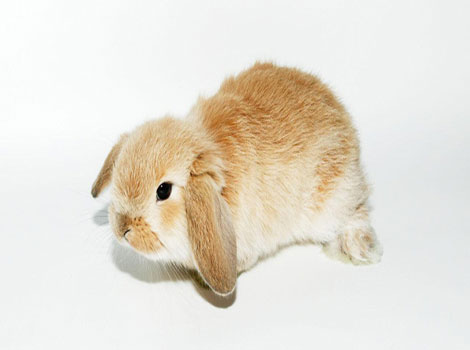 Mini Lop rabbit compact body and lop ears in enclosure