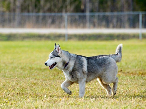 A Miniature Husky is walking on a grassy field