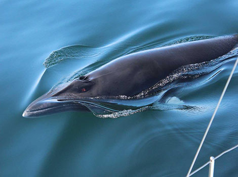 Minke whale streamlined body and pointed snout in ocean waters