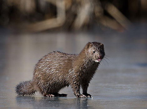 A mink is standing on ice