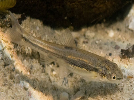 minnow species and freshwater habitat characteristics