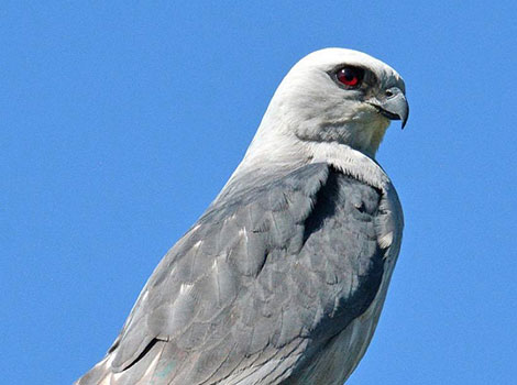 Mississippi kite gliding and grassland habitat