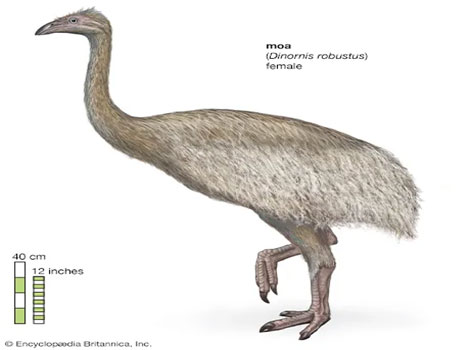 moa extinct bird species and characteristics in New Zealand habitats