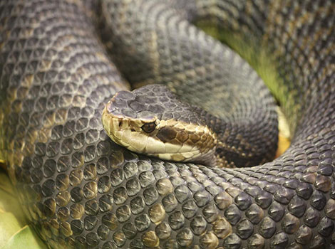 Moccasin snake cottonmouth swamp habitat