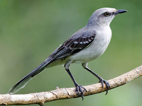 A mockingbird perched on a branch