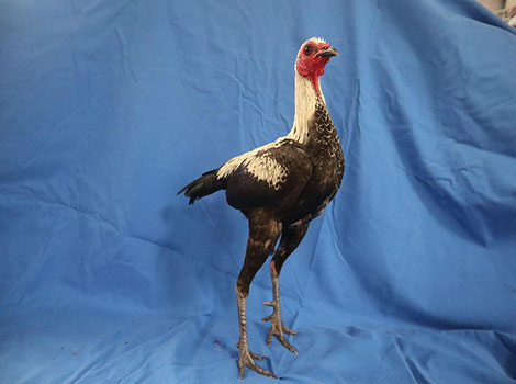 Modern Game Chicken exhibition and upright stance