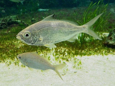 Mojarra silver body and tropical lagoon habitat