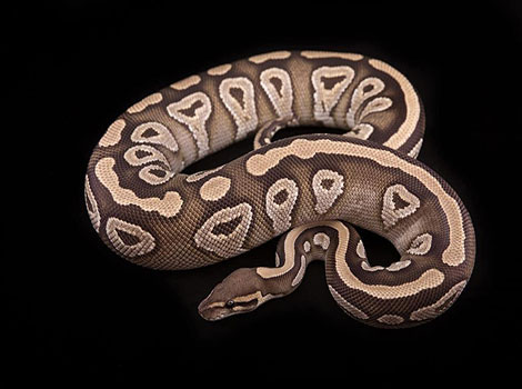 Mojave Ball Python unique color morph pattern