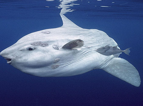 A Mola mola swims in the ocean