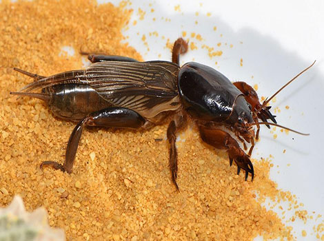 Mole cricket digging adaptations and soil habitat