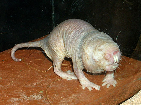 naked mole rat skin structure