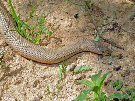 Mole Snake burrowing behavior and grassland habitat