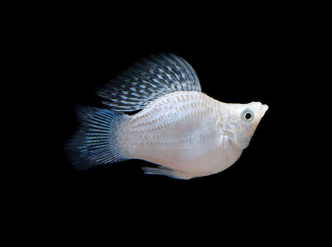 Molly fish body shape