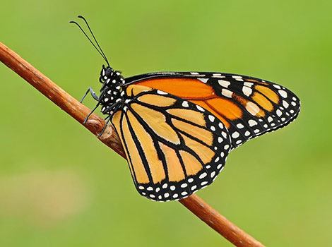 Monarch butterfly wings and migration patterns