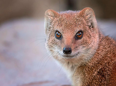 A close-up of a mongoose with a focused expression